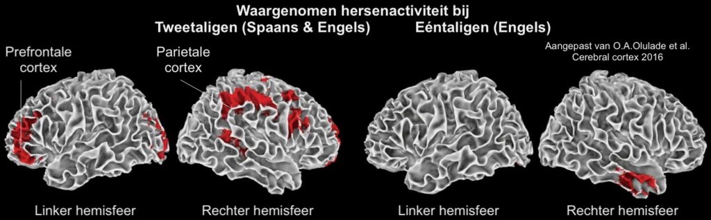 Hersenactiviteit (credits: Serge Muyldermans)