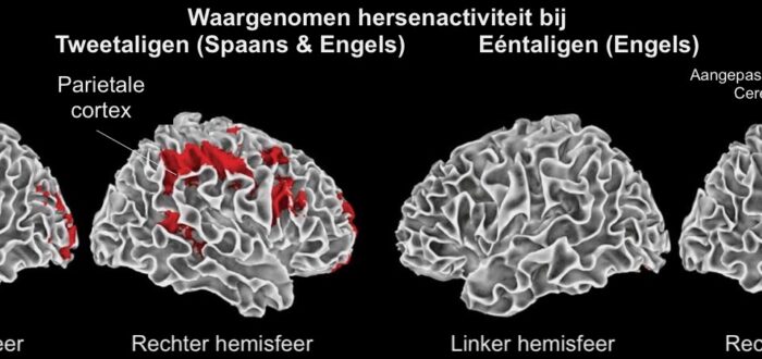 Hersenactiviteit (credits: Serge Muyldermans)